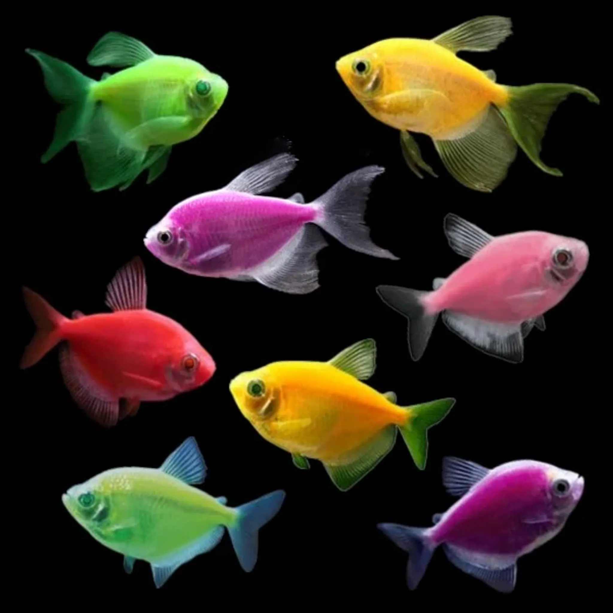 Glofish Rasbora