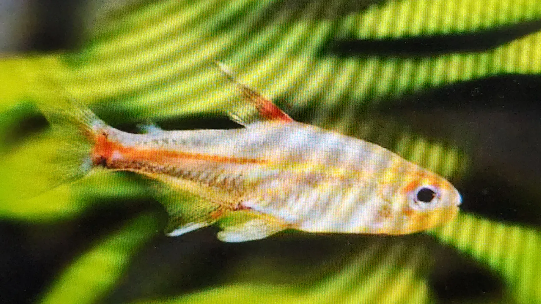 Glowlight tetra 2.5cm