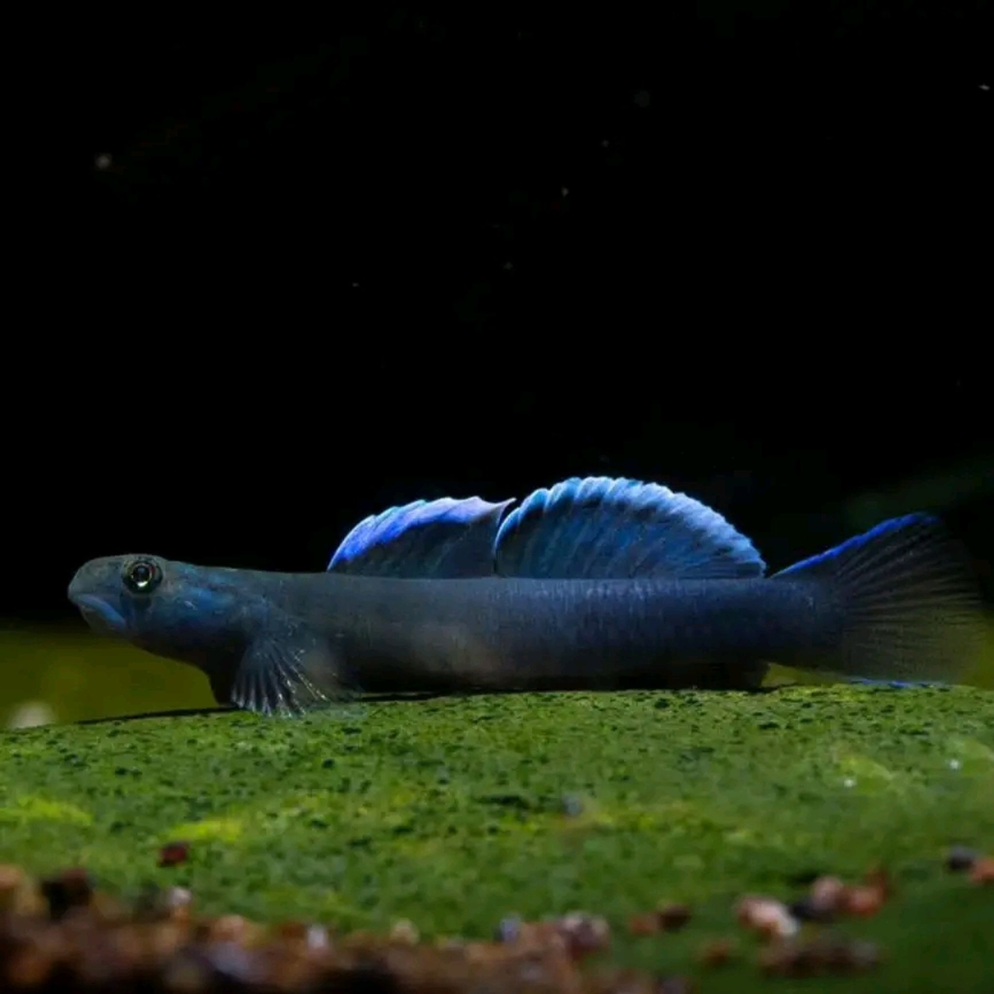Goby dimetrodon