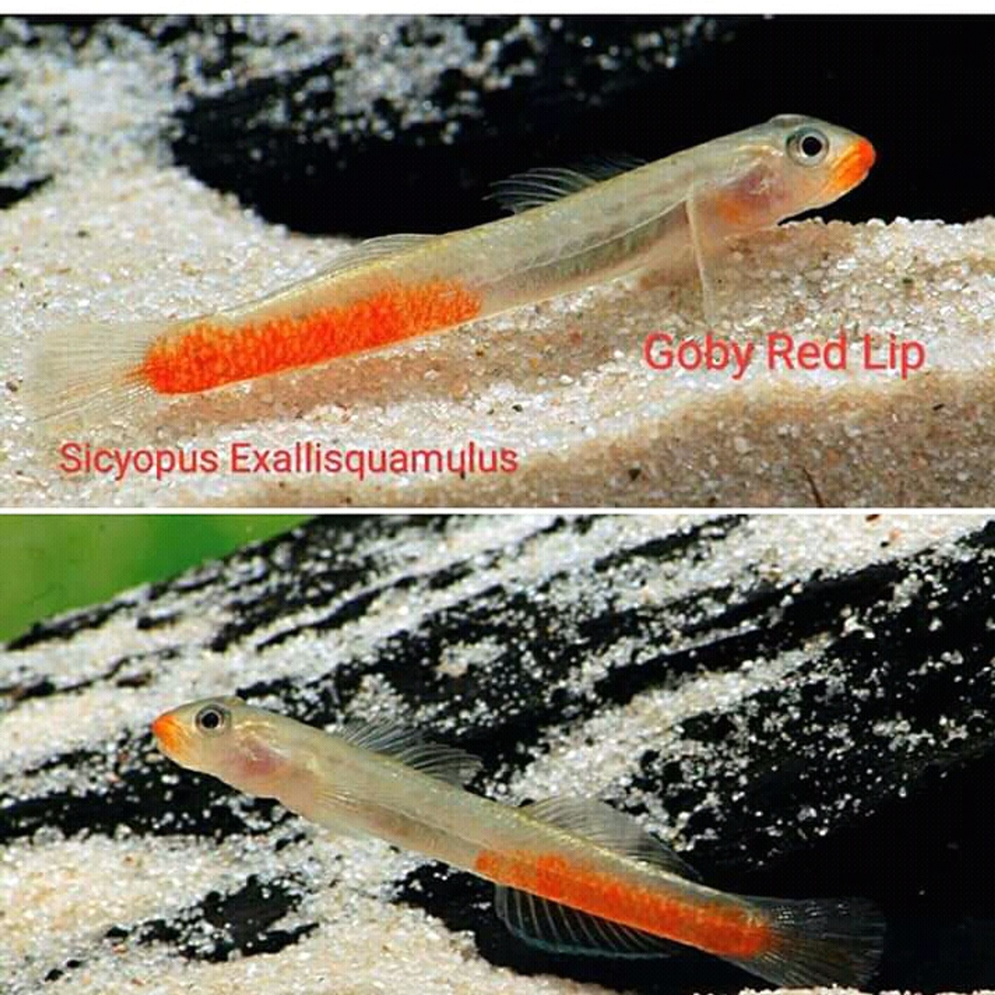 Goby rubicundus ( redlips)