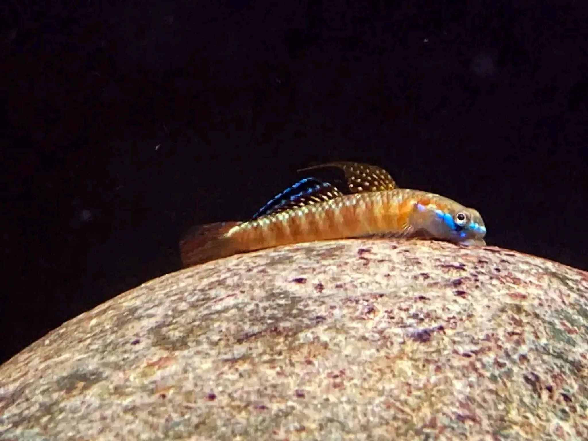 Goby rutilaurus