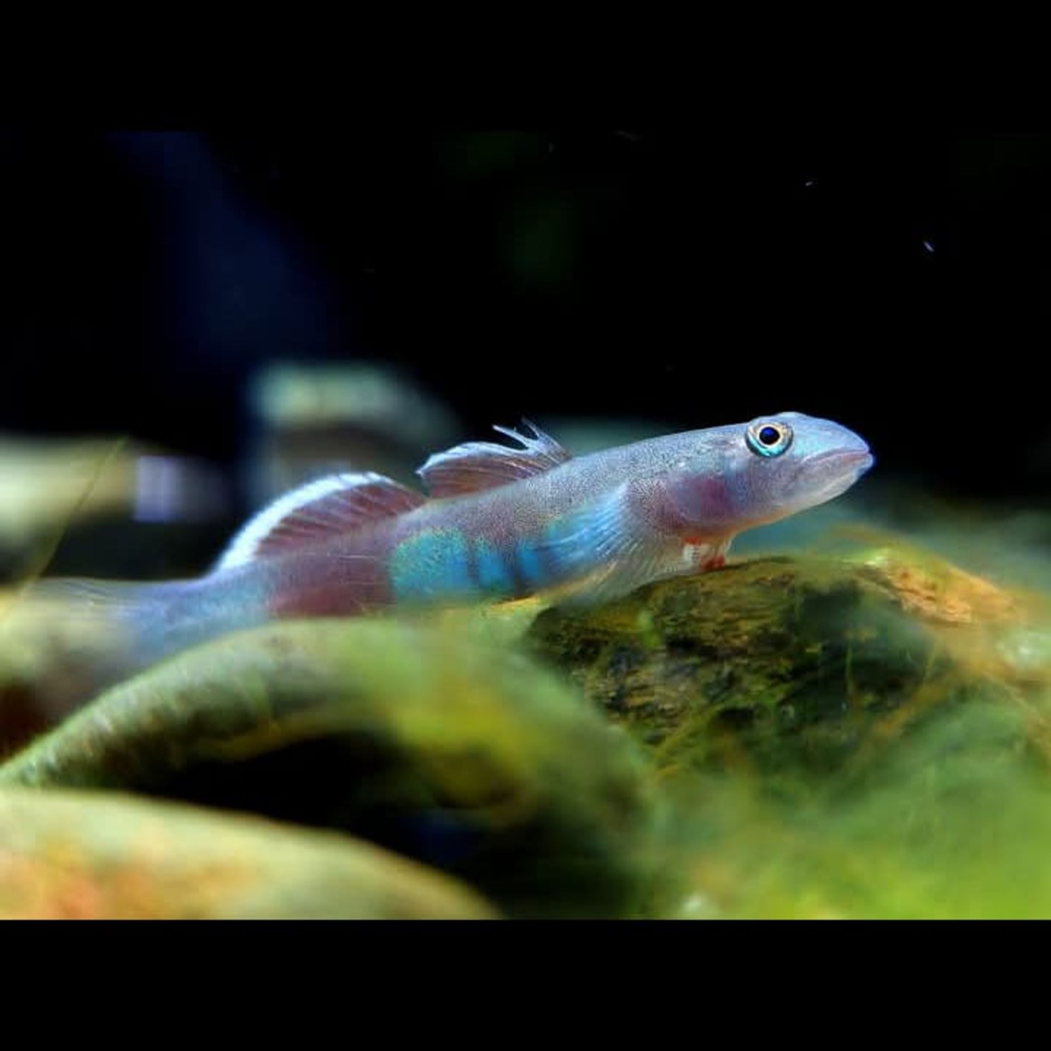 Goby venus ( lentipes venustus )
