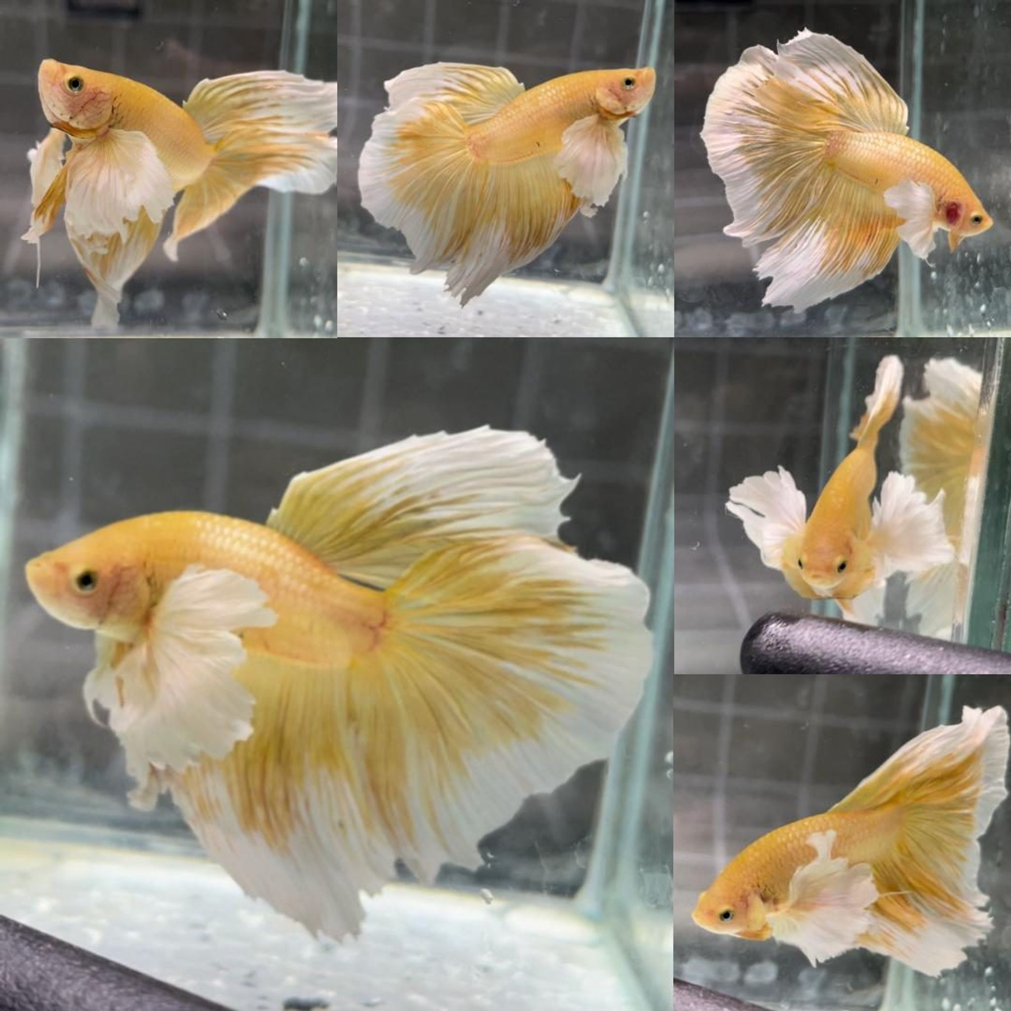 Gold Butterfly Dumbo Halfmoon Betta (Male)