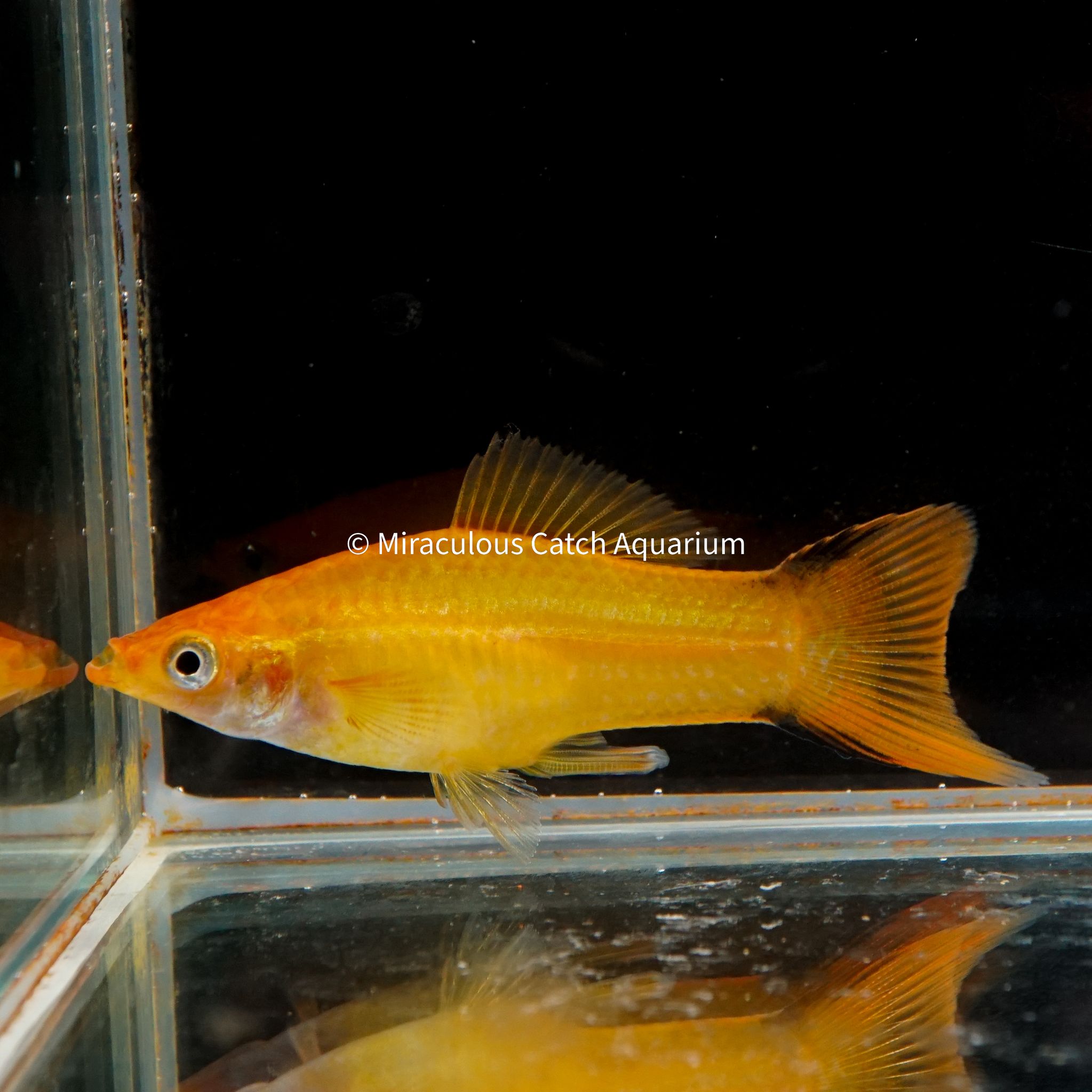 Gold Comet Swordtail