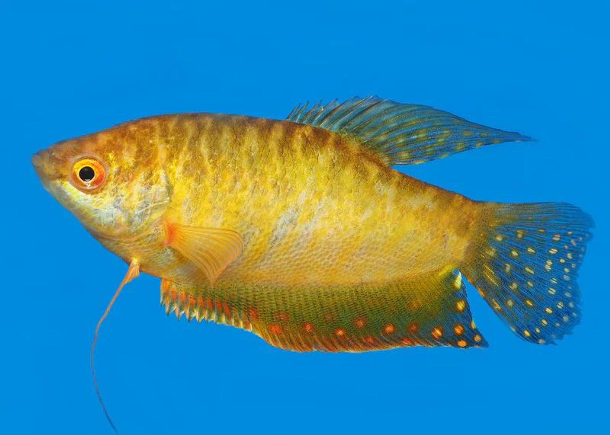 Gold Gourami
