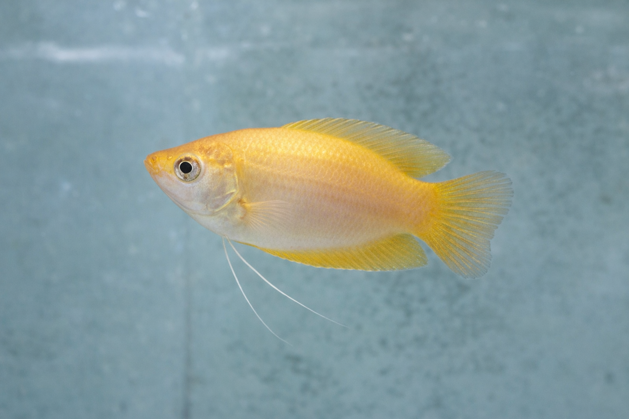 Gold Honey Gourami