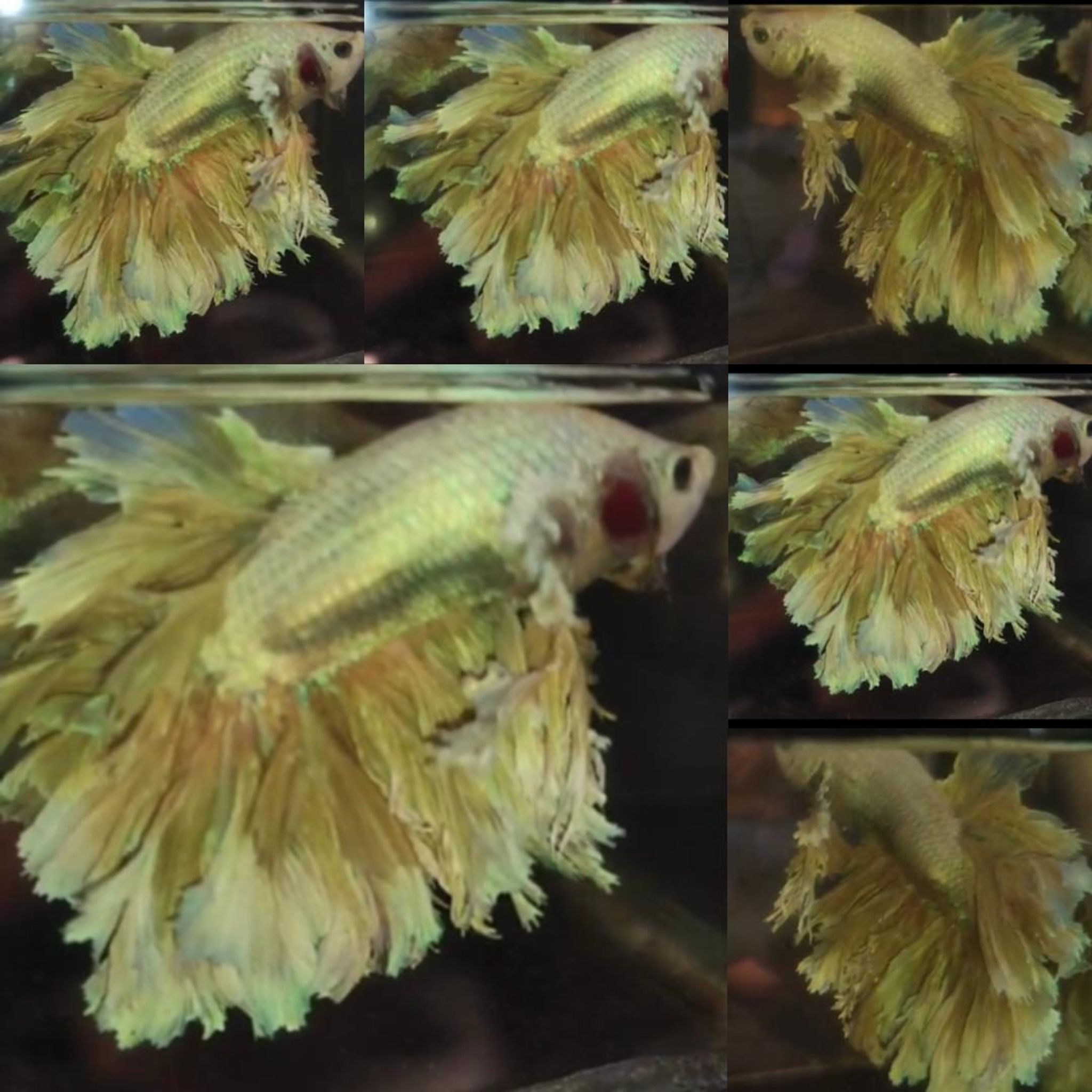 Gold King Feathertail HM Betta (Male)