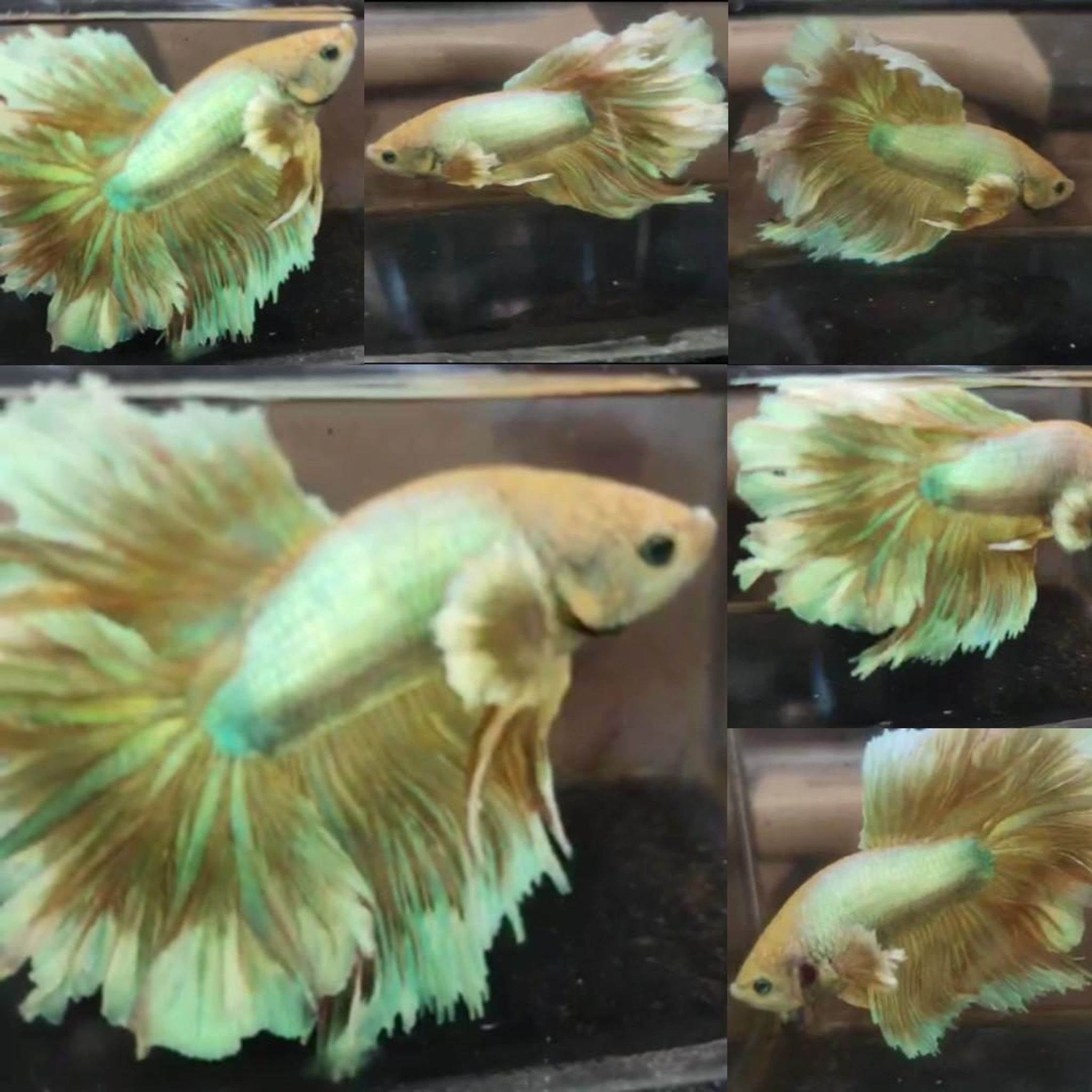 Gold King Feathertail HM Betta (Male)