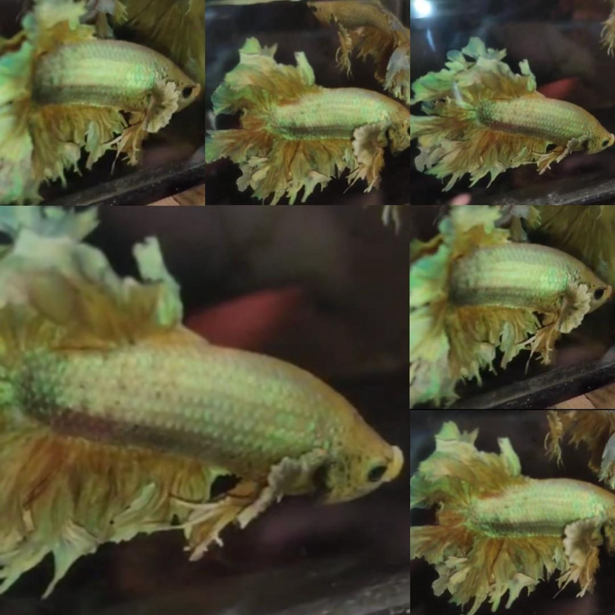 Gold King Feathertail HM Betta (Male)