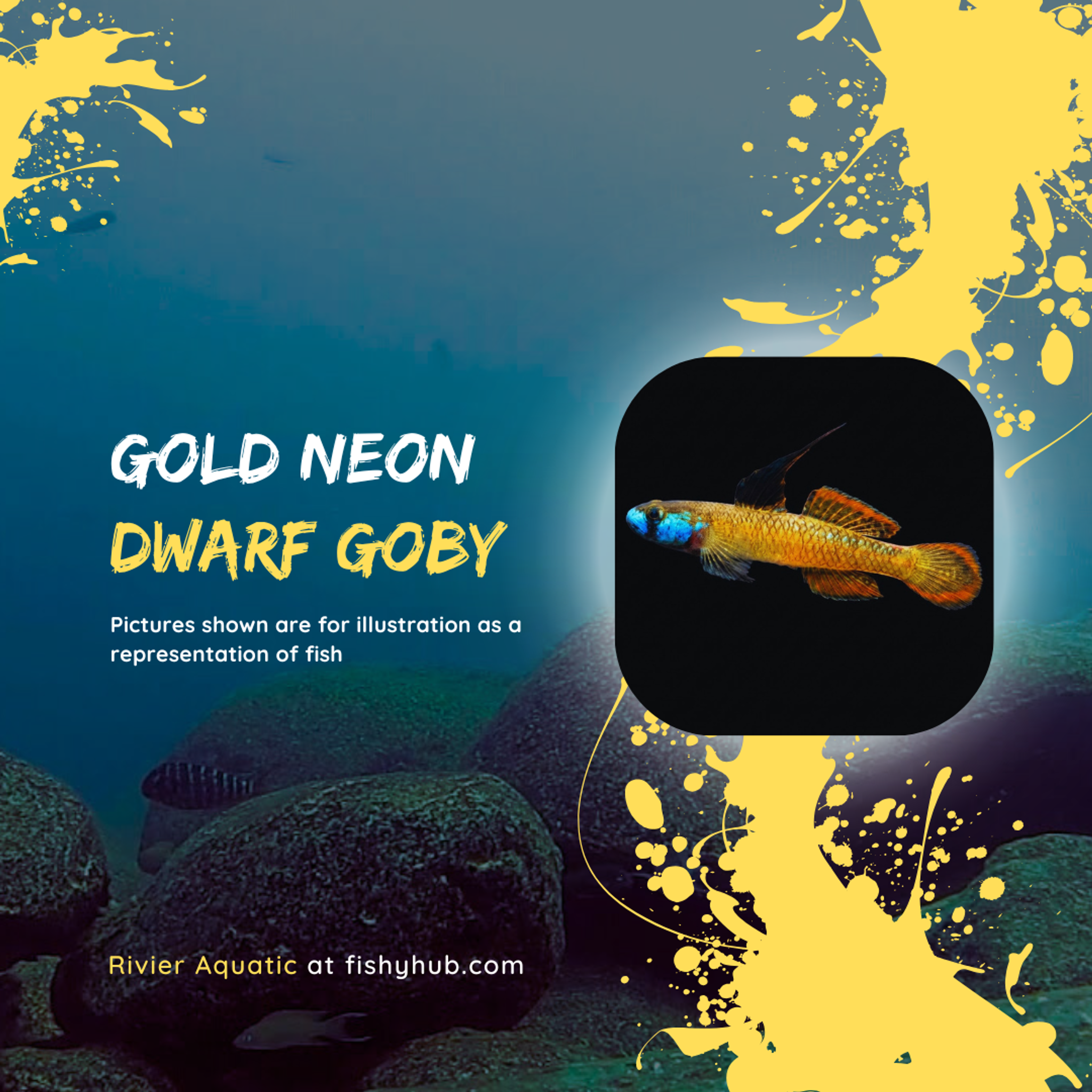 Gold Neon Dwarf Goby (Stiphodon Percnopterygionus)
