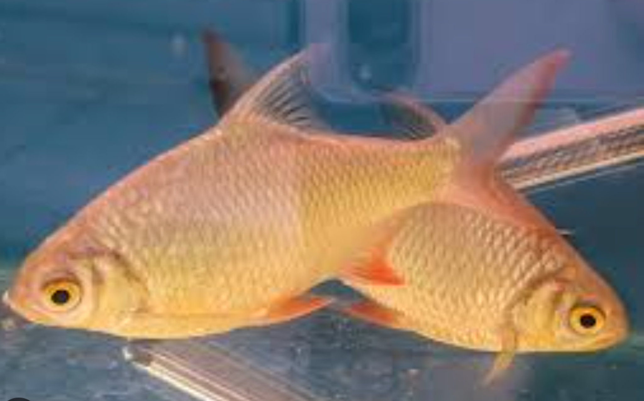 Gold Tinfoil Barb