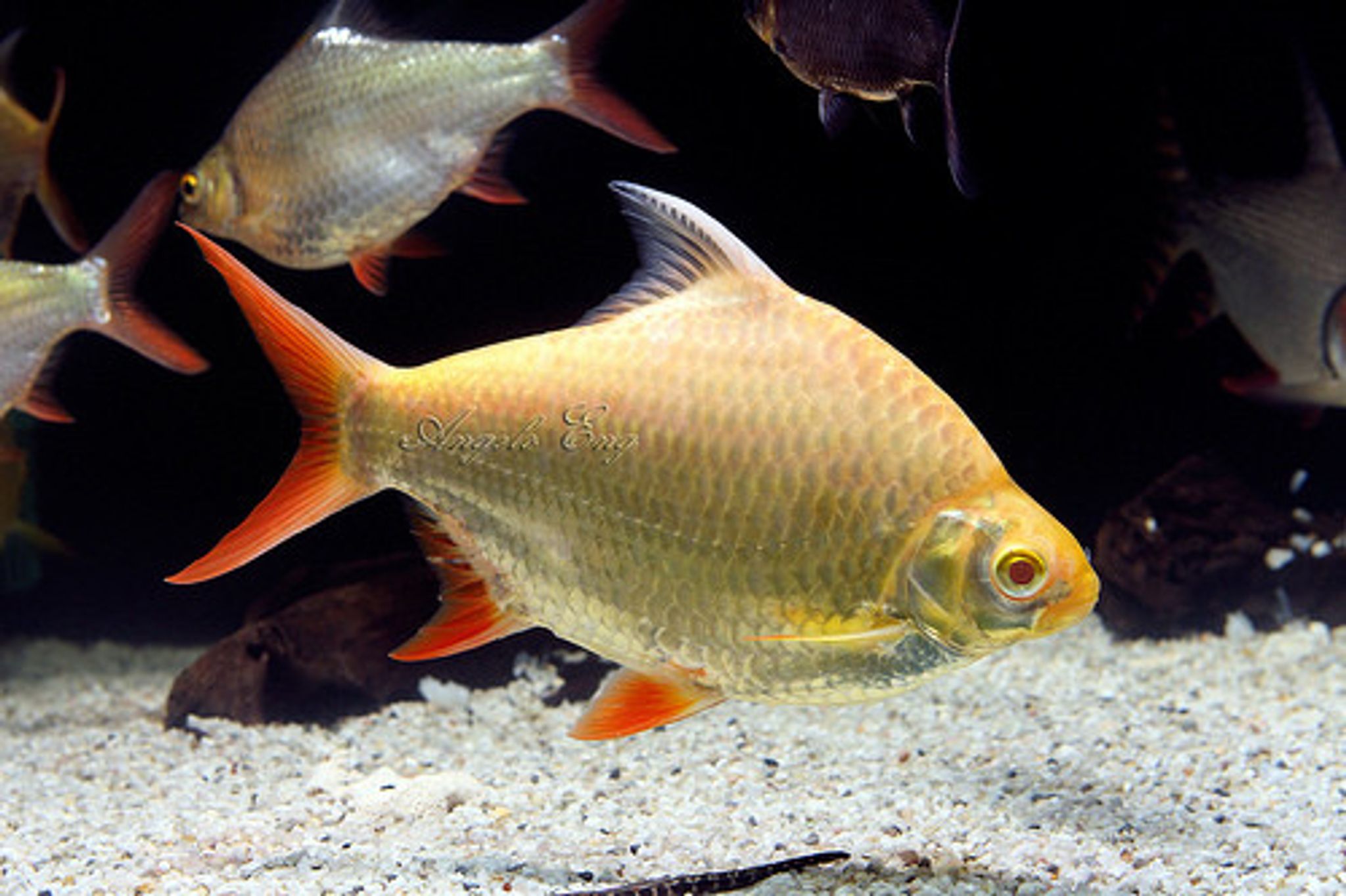 Gold Tinfoil Barb