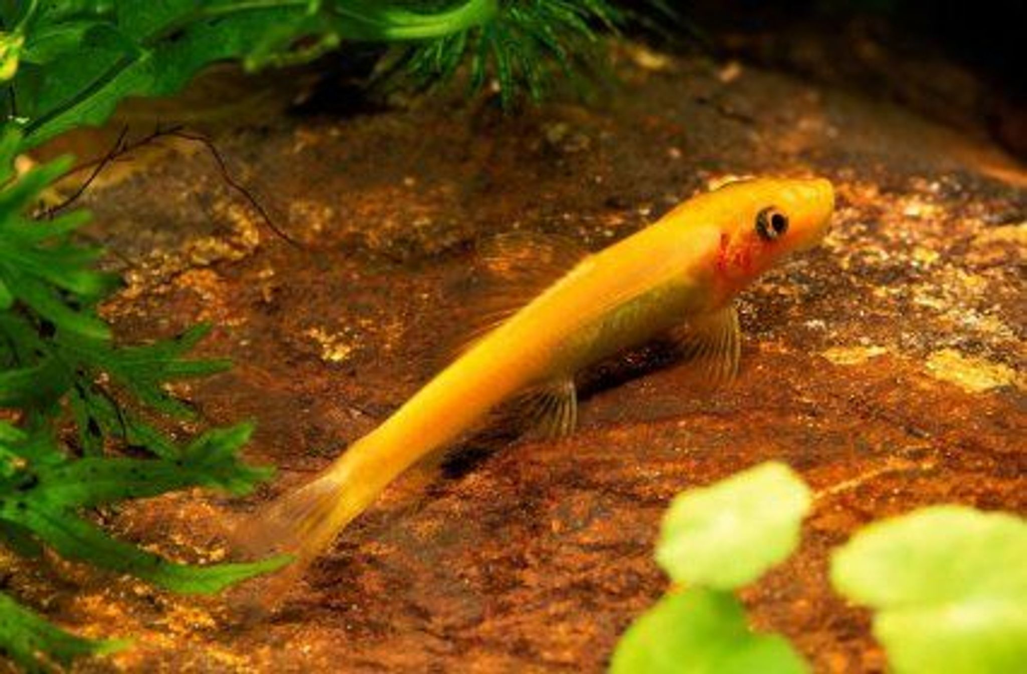 Golden Algae Eater