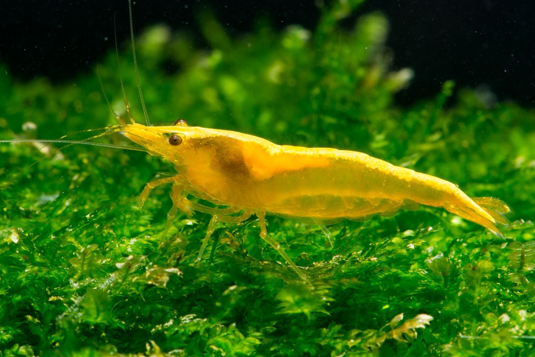 Golden Back Shrimp