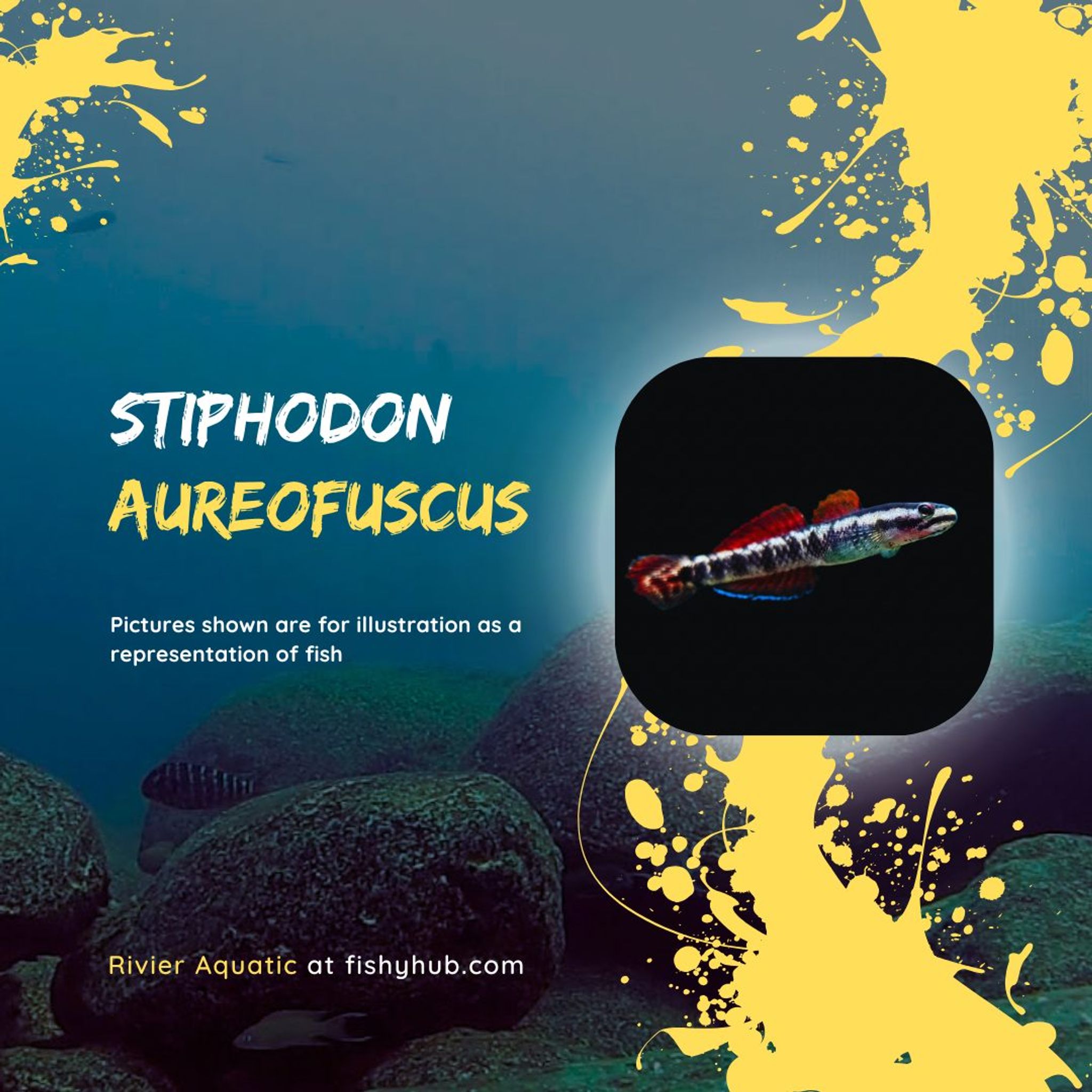 Golden Black Goby (Stiphodon Aureofuscus)
