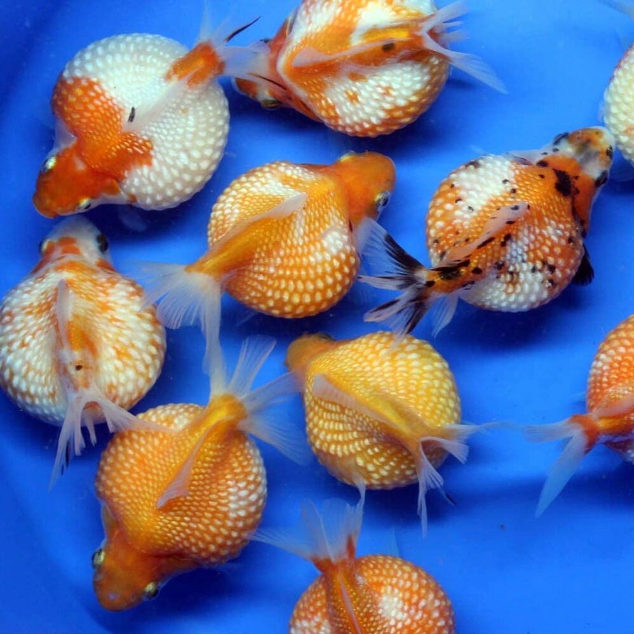 Golden Black Pearlscale Goldfish