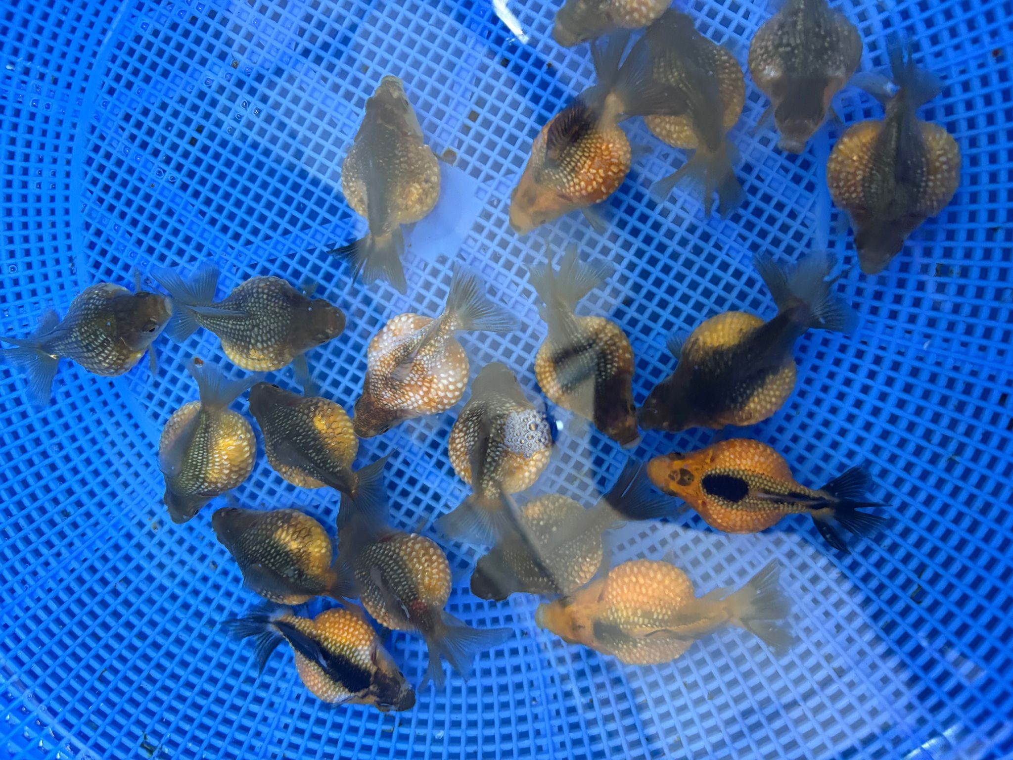 Golden Black Pearlscale Goldfish