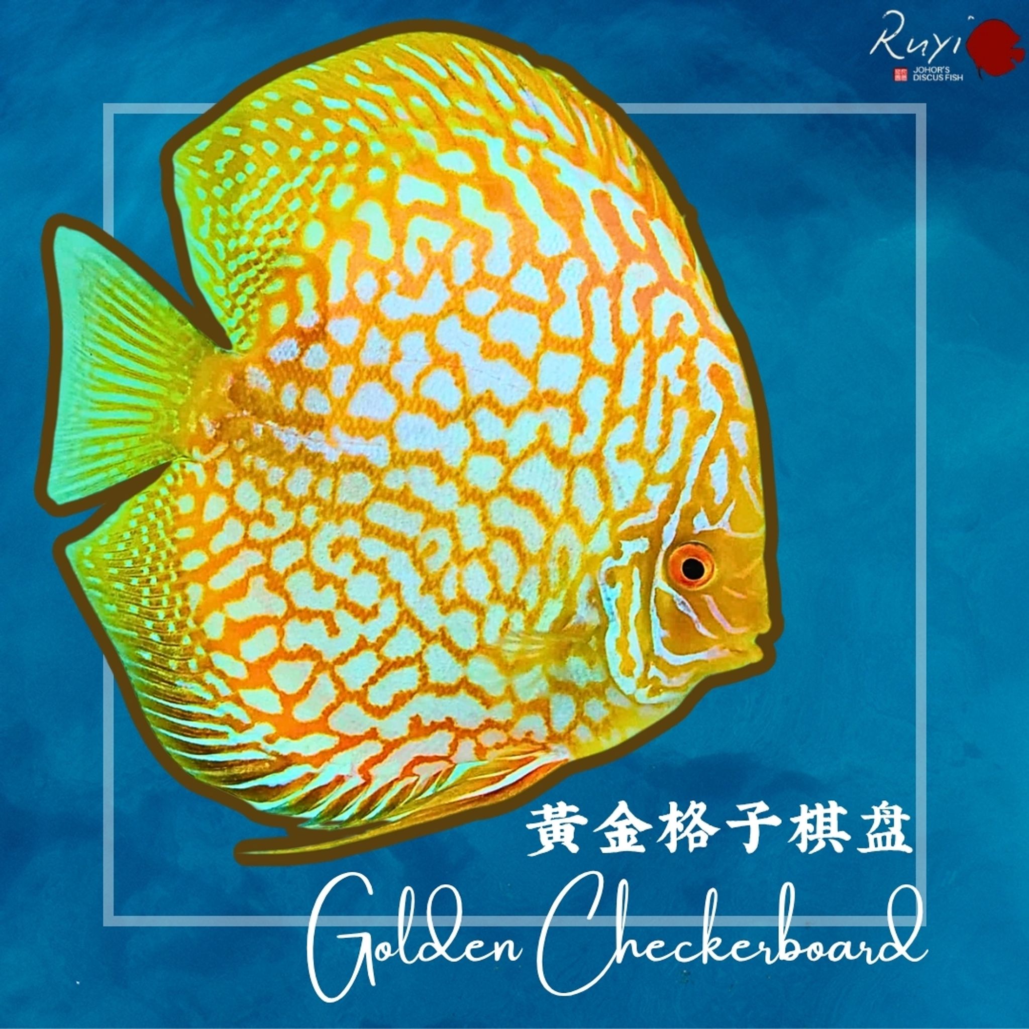 Golden Checkerboard 黄金格子棋盘 discus