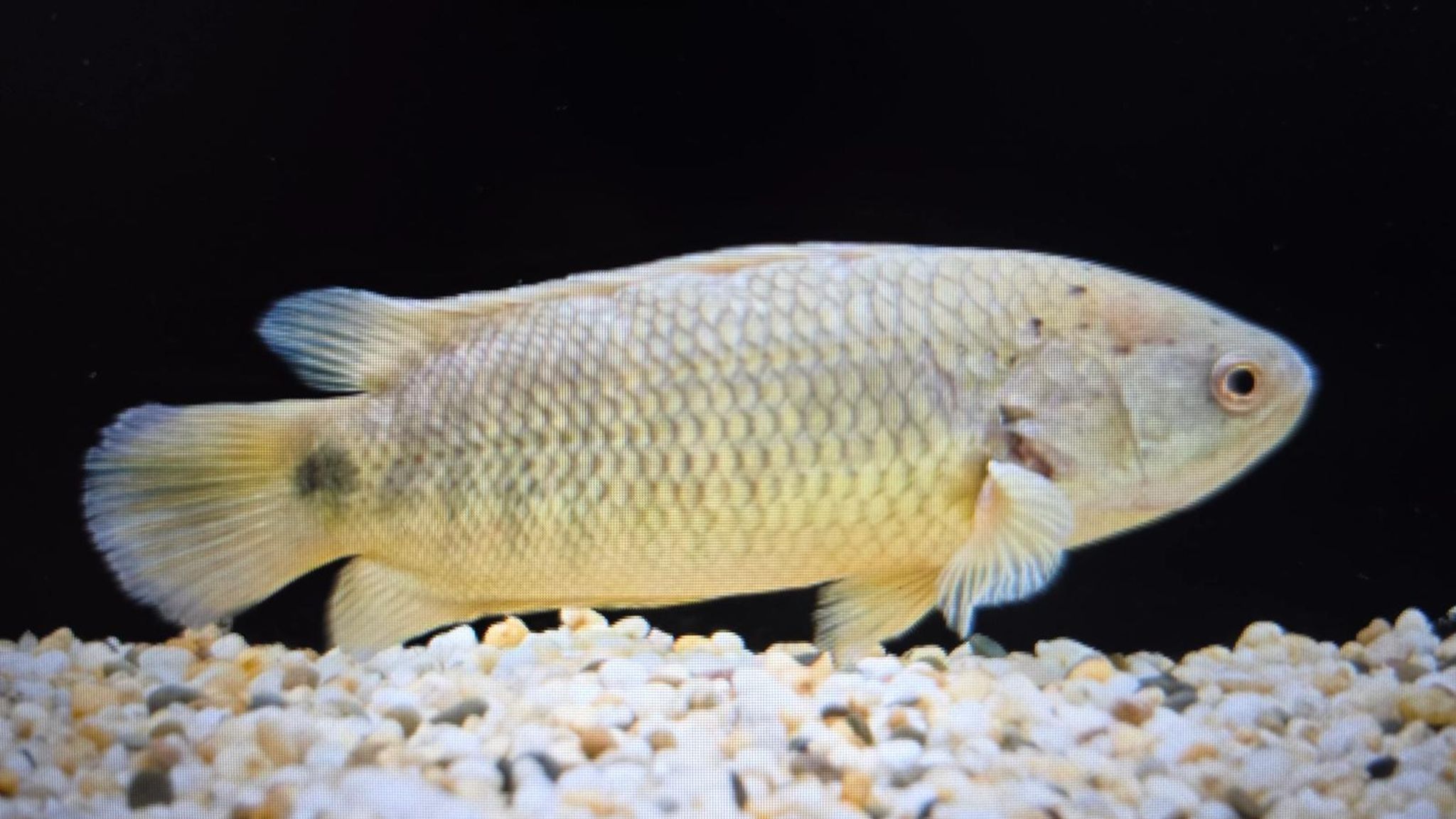 Golden Climbing Perch