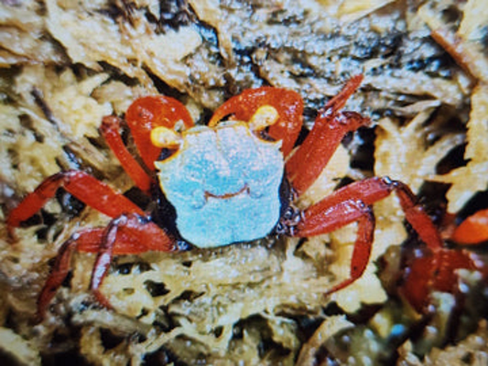 Golden Eye Vampire Crab 2cm x5pcs