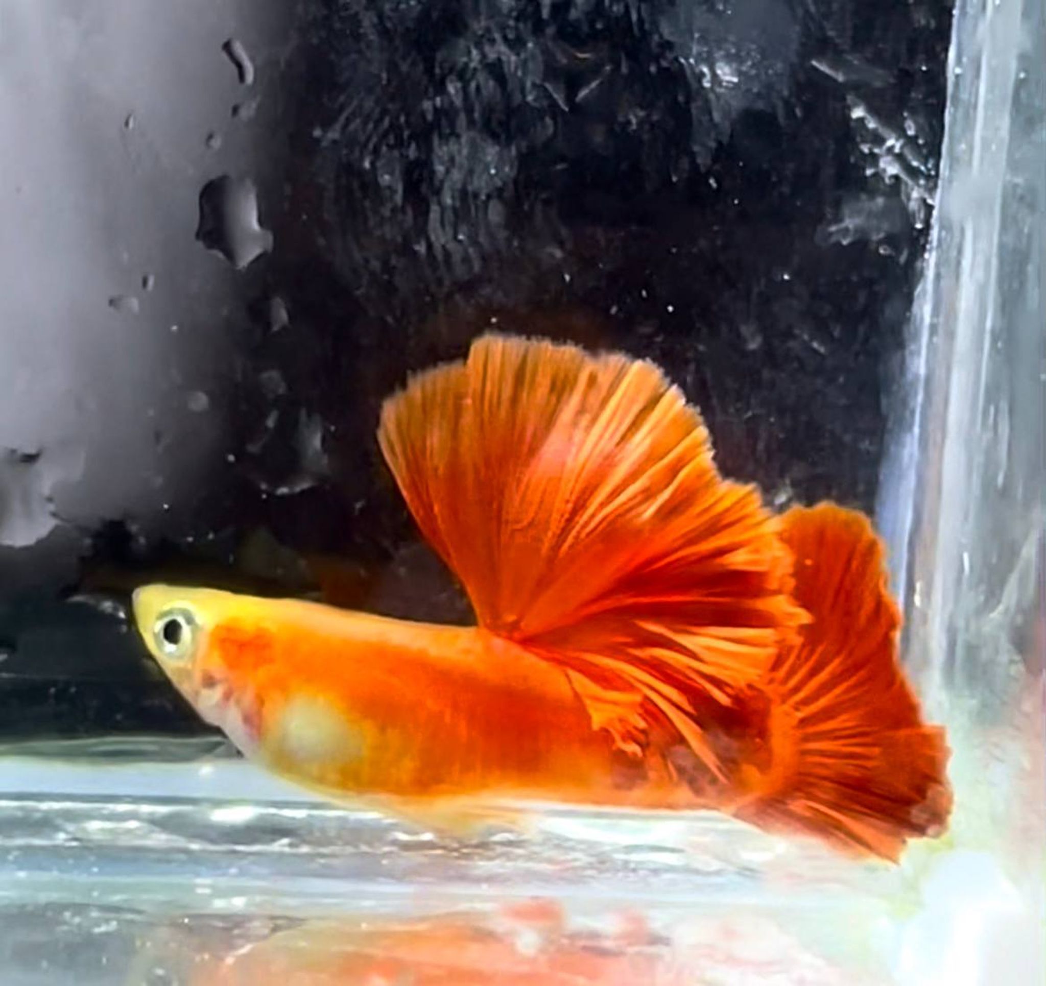 Full Red