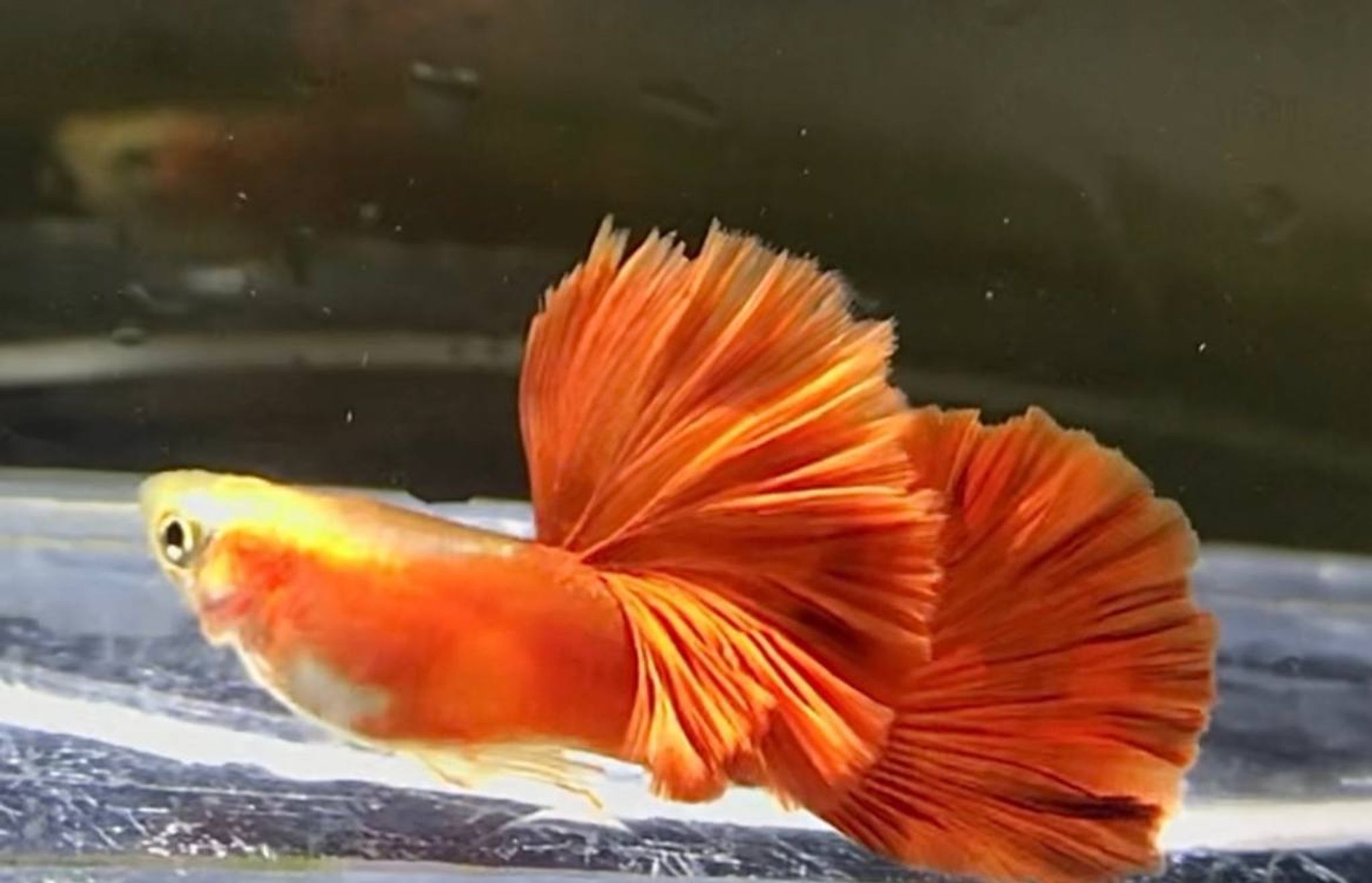 Full Red