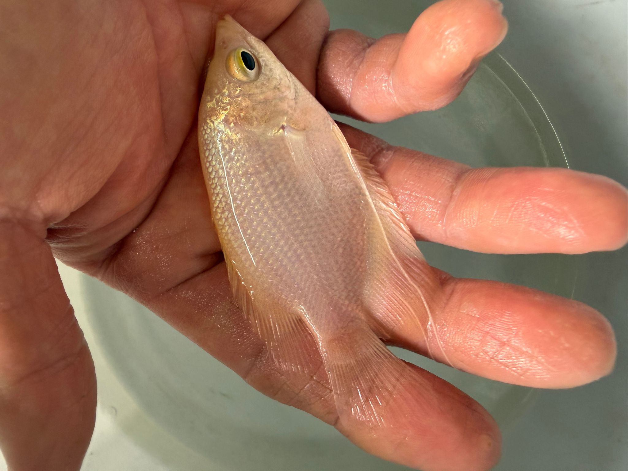 Golden Giant Gourami