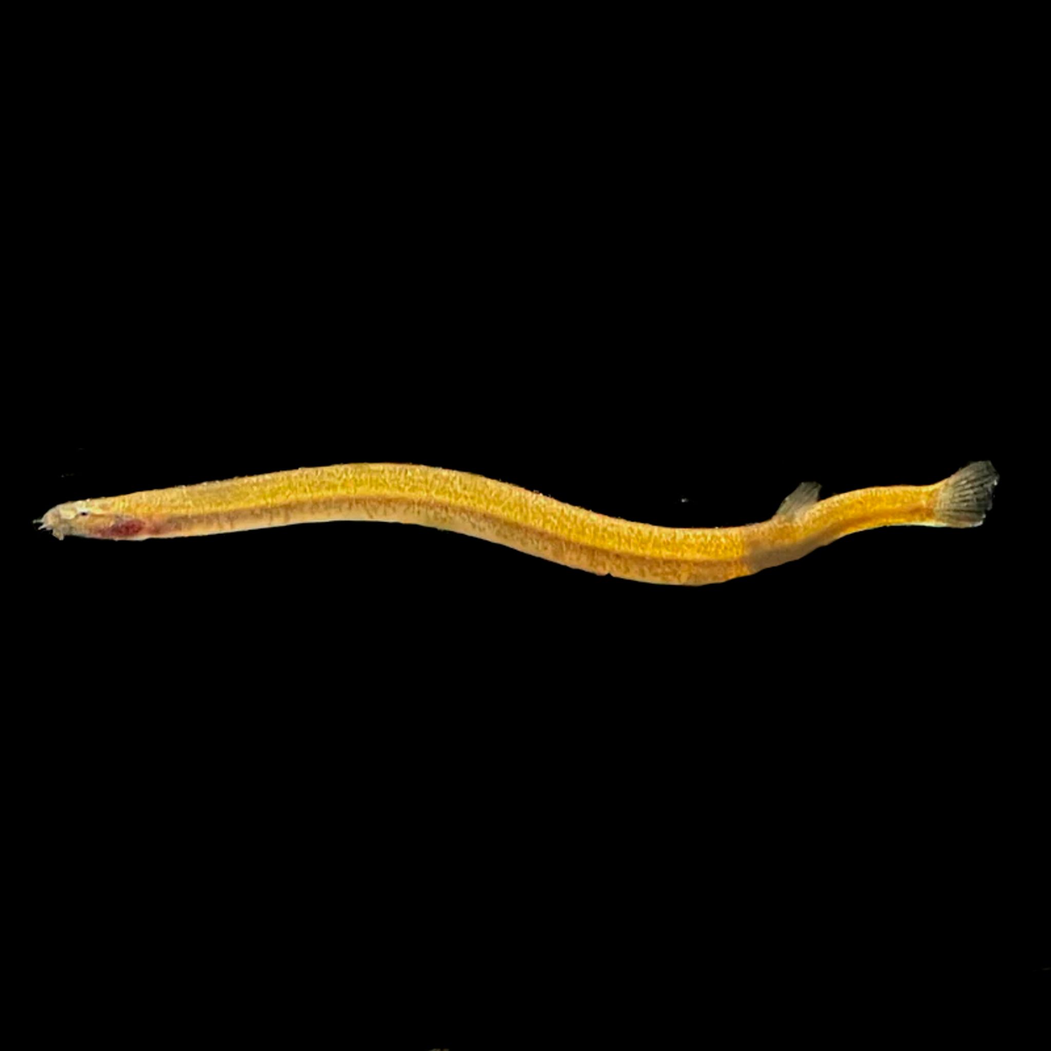 Golden Kuhlii Loach