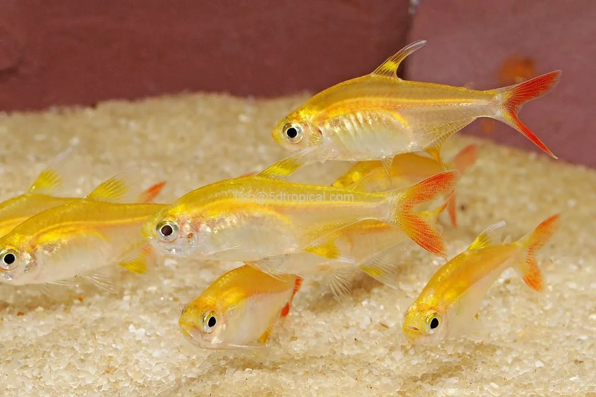 Golden Pristella Tetra M
