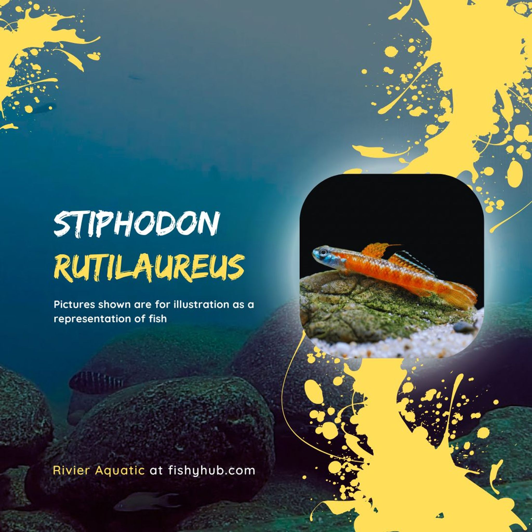 Golden Red Goby (Stiphodon Rutilaureus)