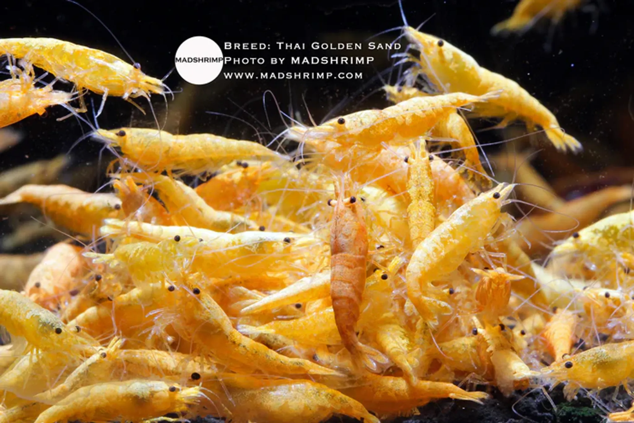 Golden Sand "Thai"