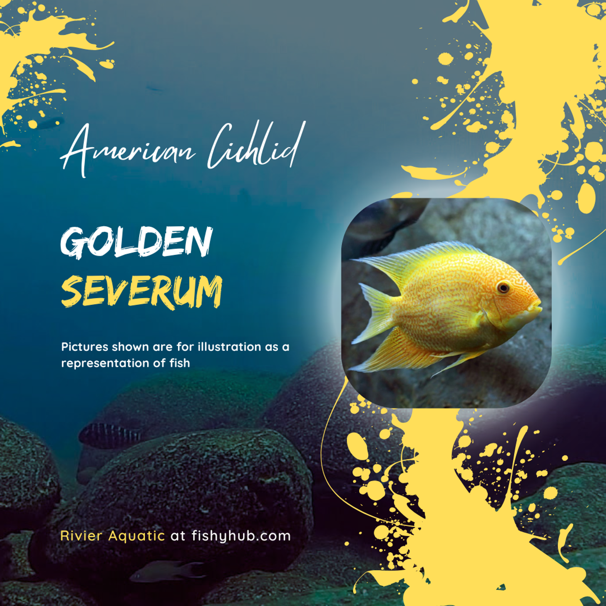 Golden Severum