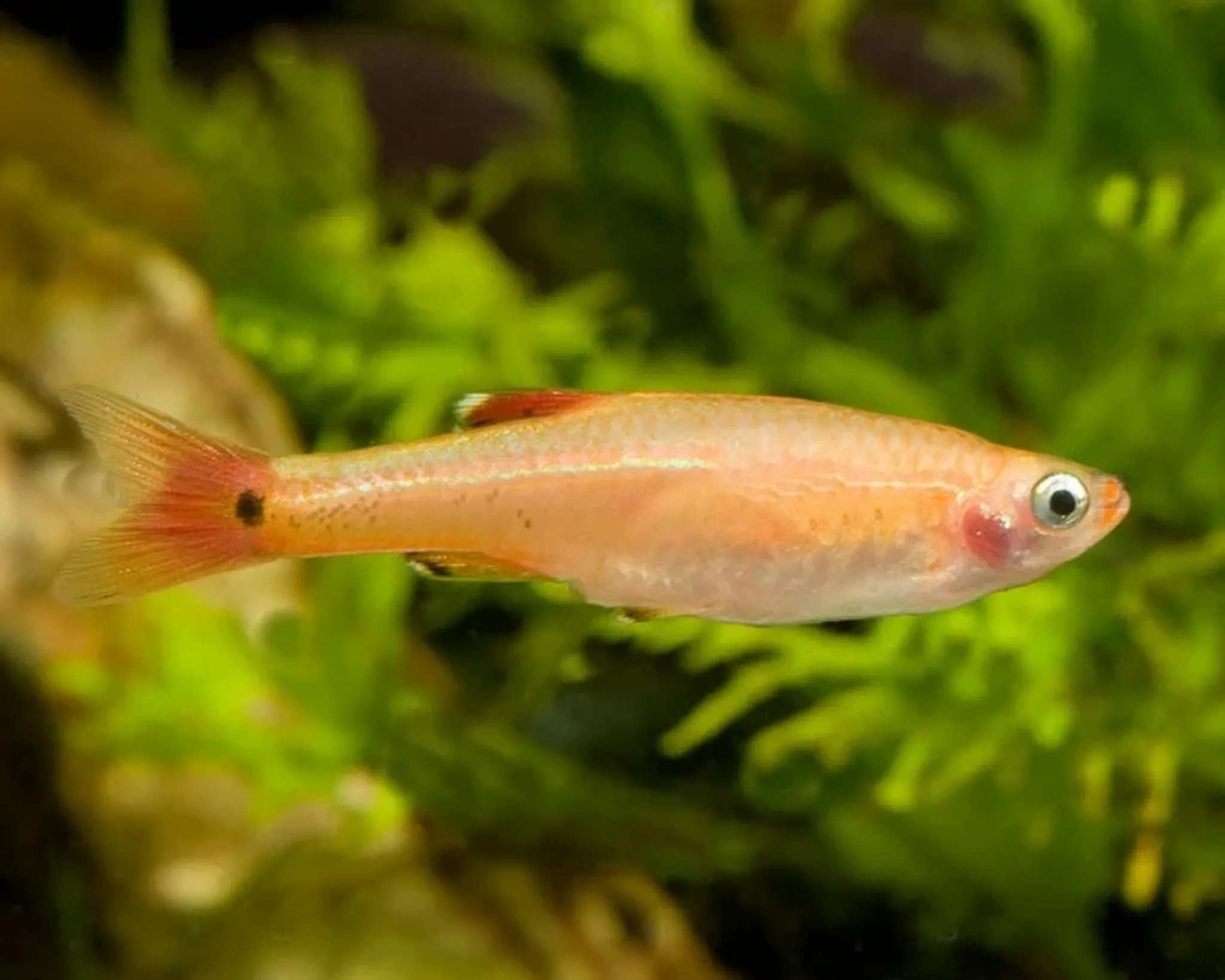 Golden White Cloud Mountain Minnow