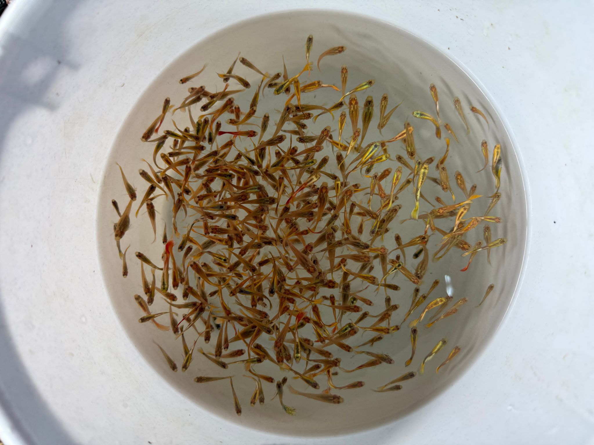 Golden mix guppy feeders