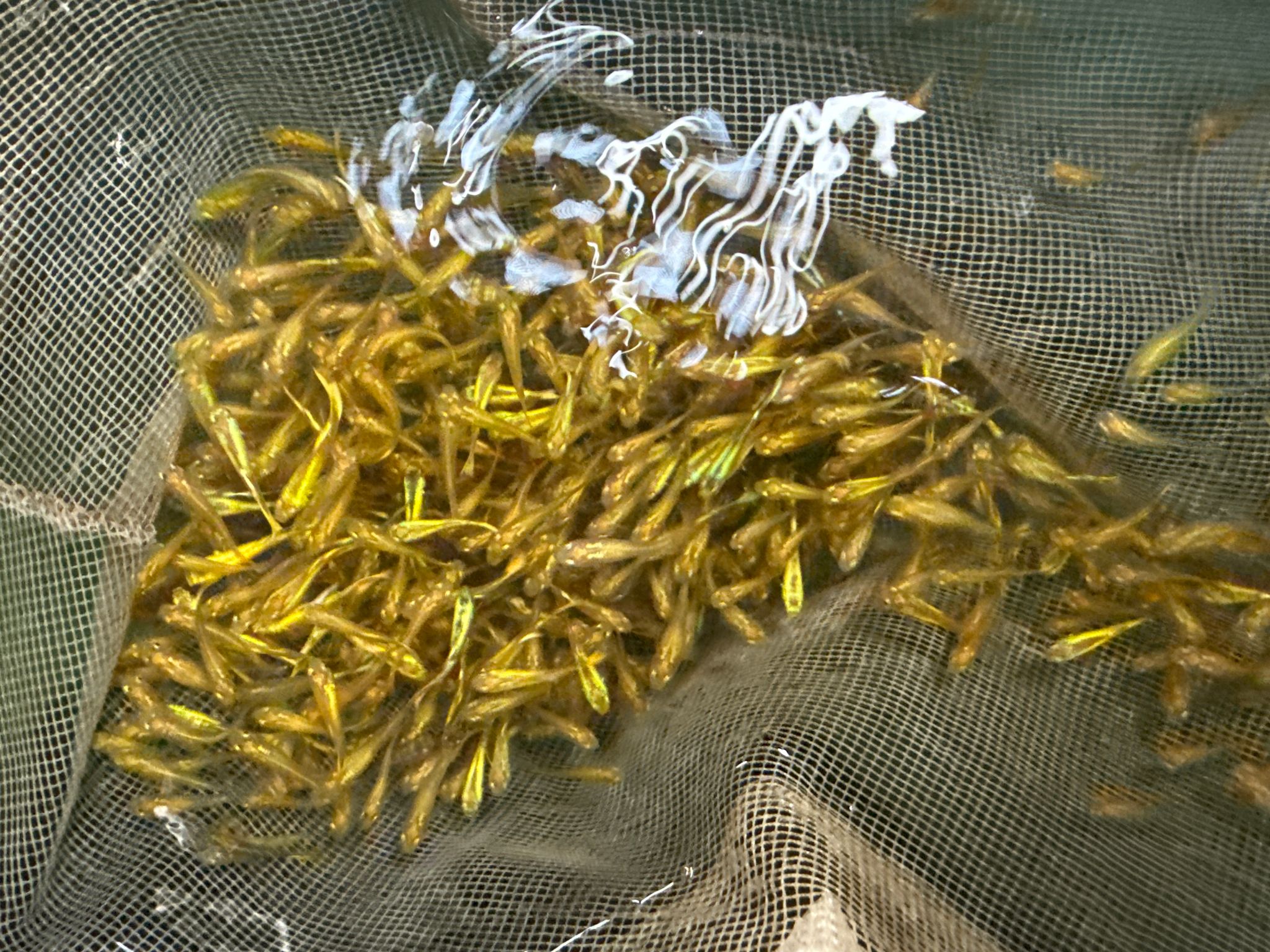 Golden guppy feeders