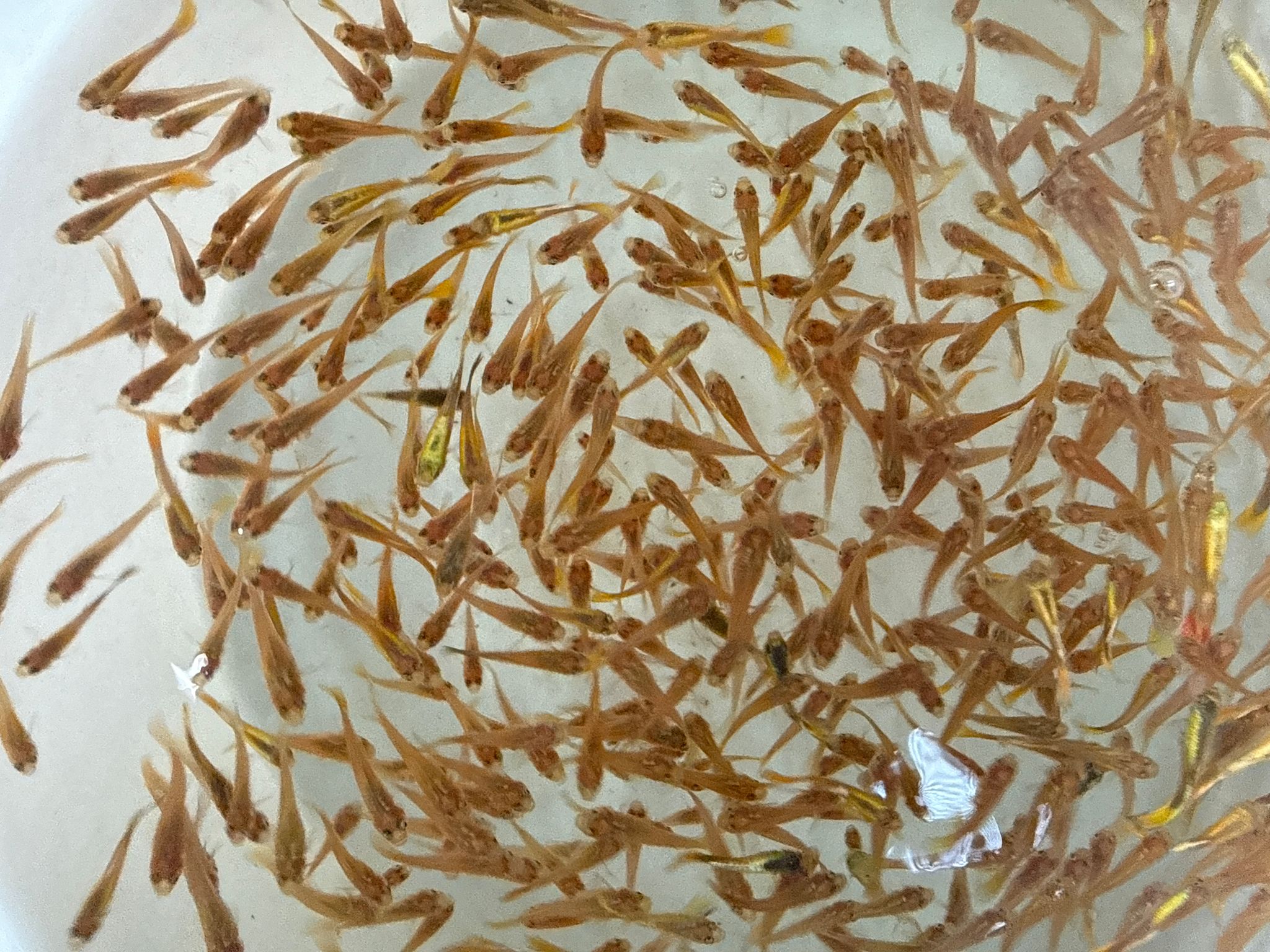 Golden guppy feeders