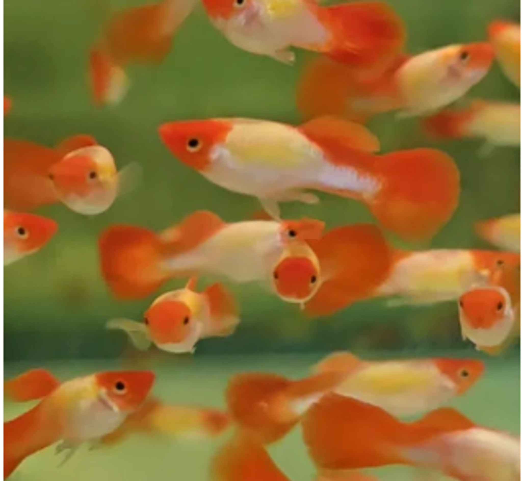 Golden koi guppy Pairs 3cm