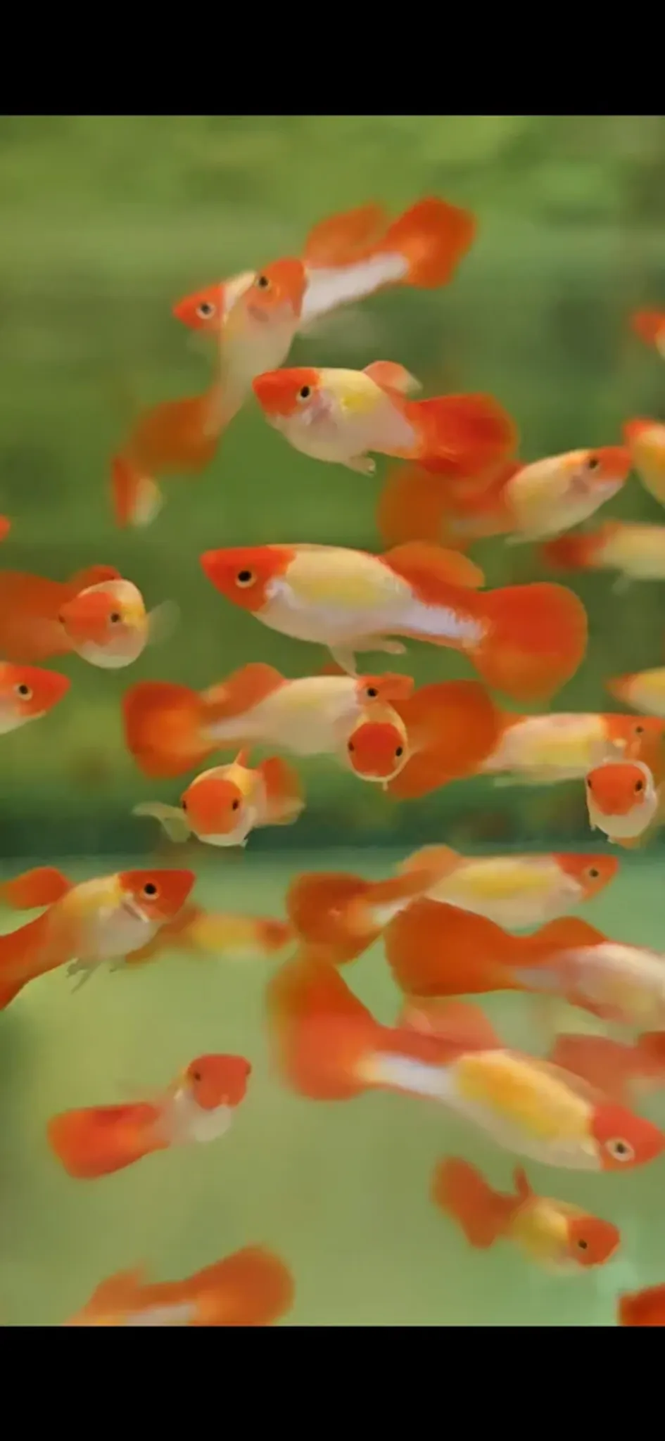 Golden koi guppy males 3cm