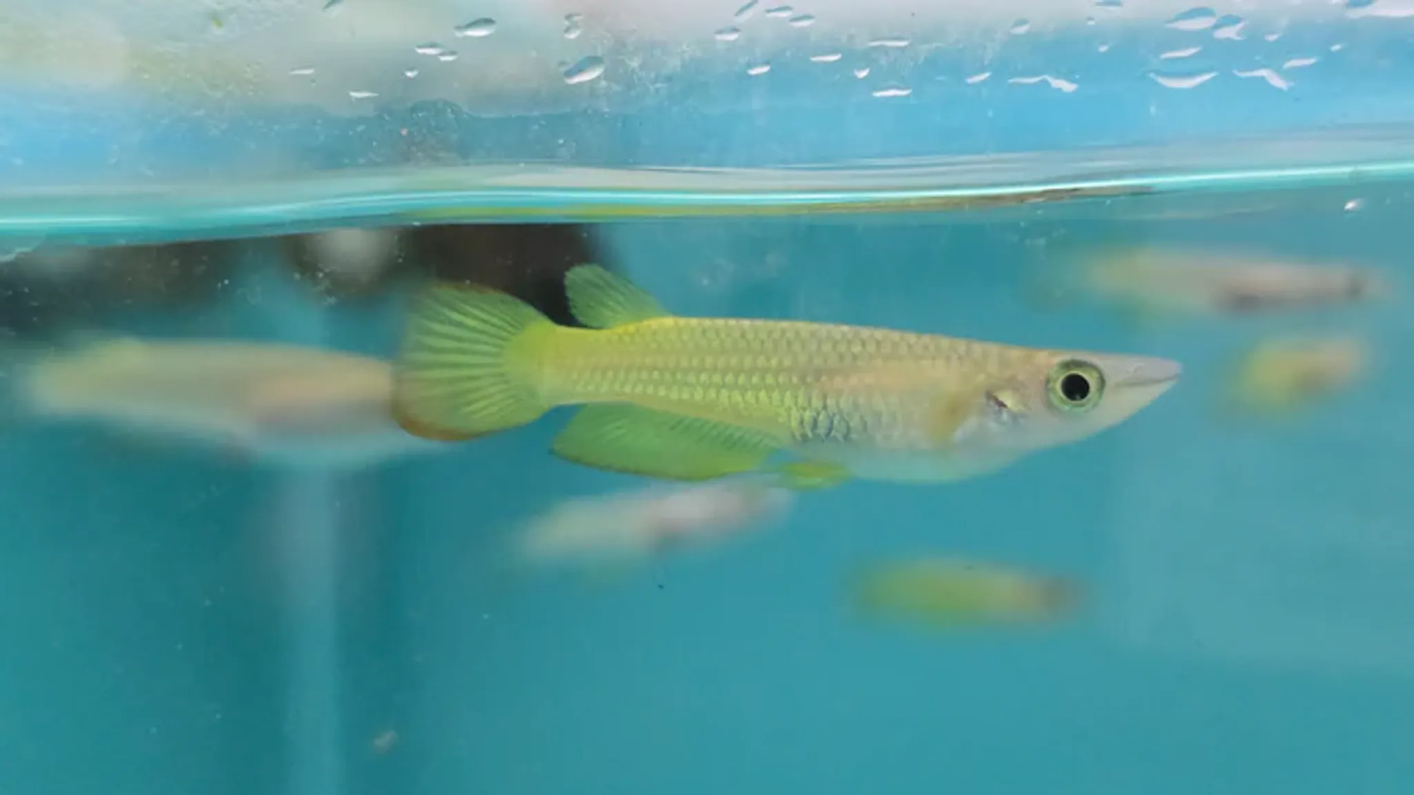 Golden wonder panchax 2.5-3cm