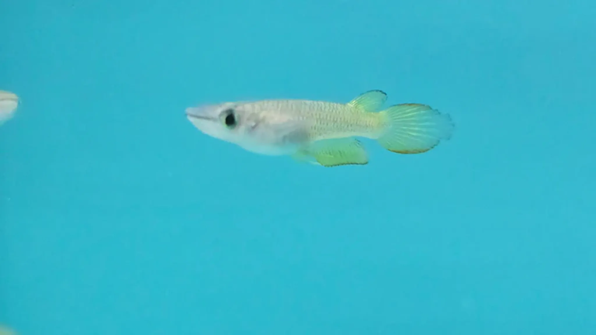 Golden wonder panchax 2.5-3cm