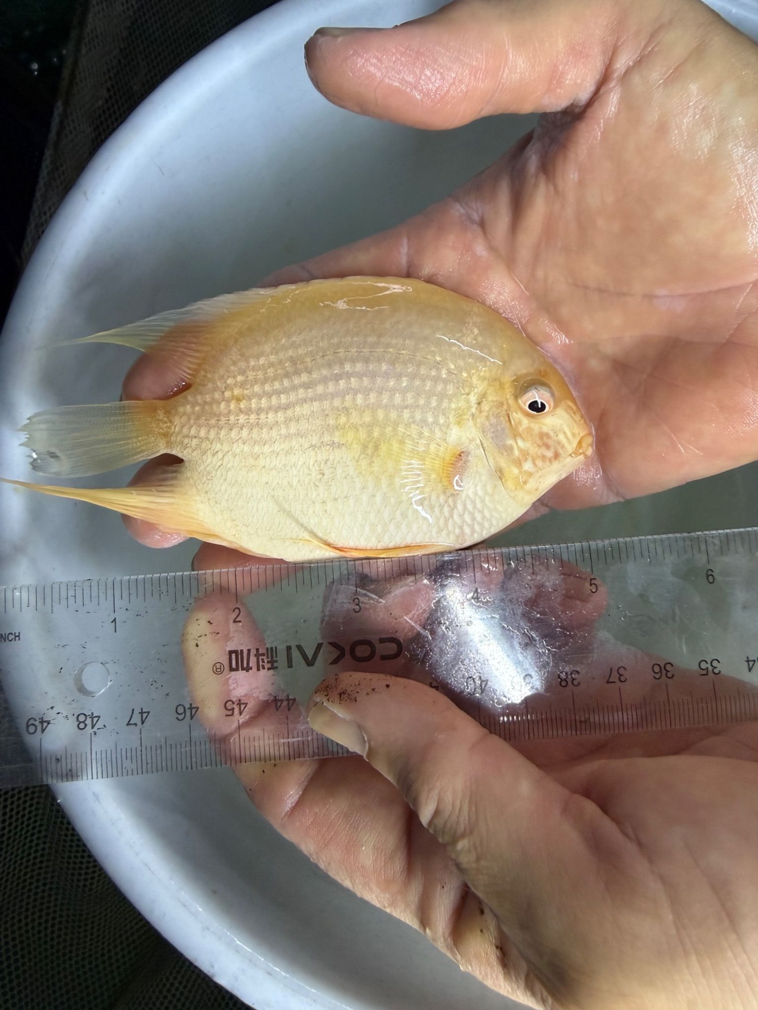 Golden severum cichlid