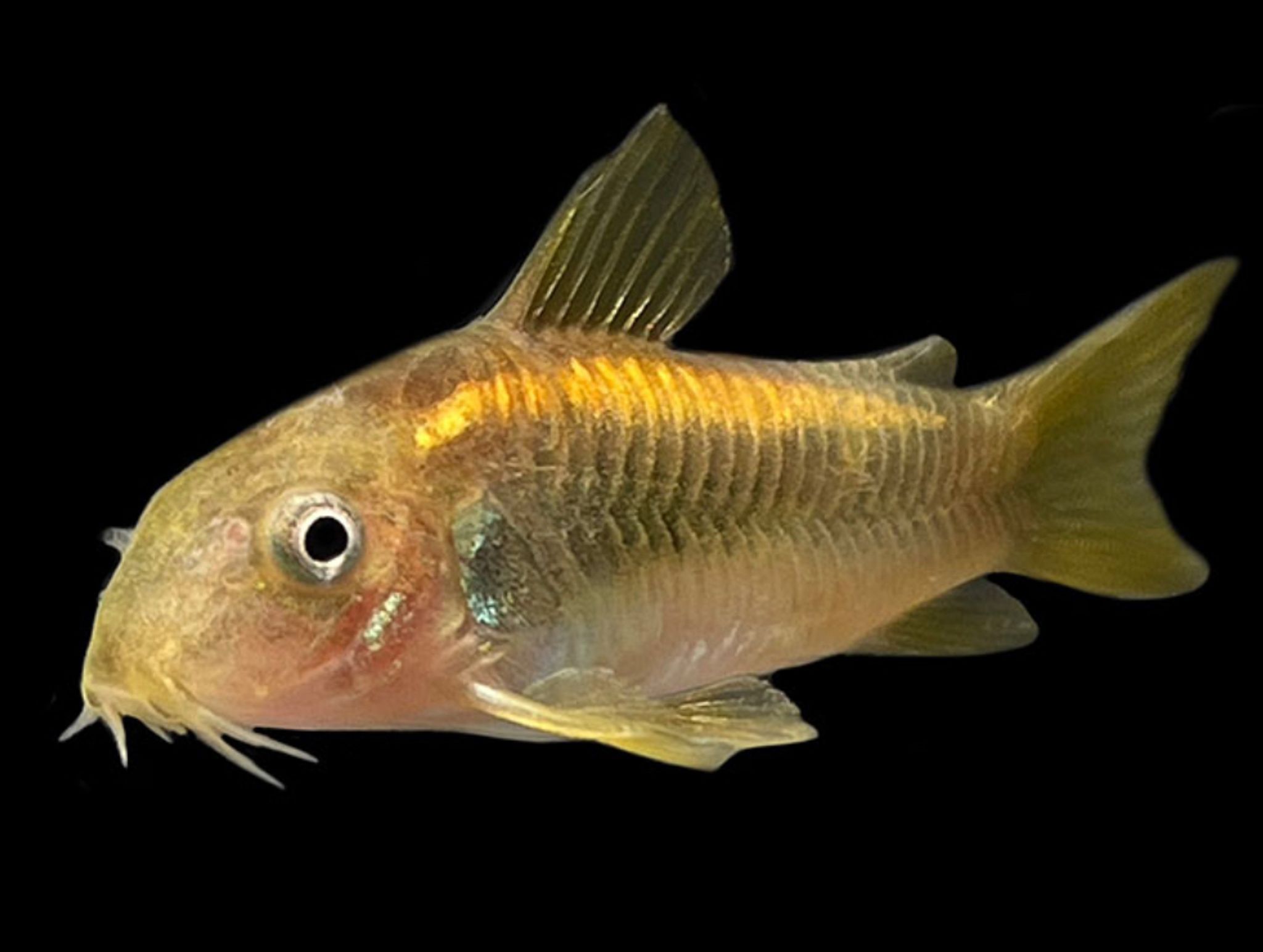Goldline Corydoras