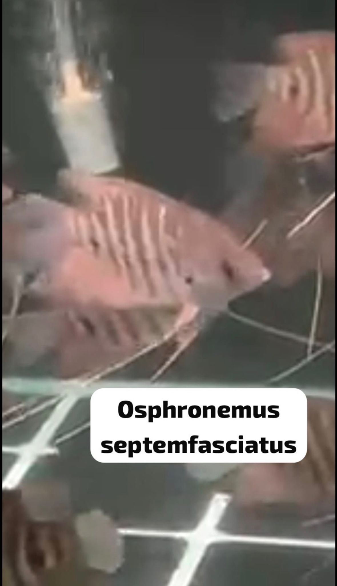 Gourami Osphronemus septemfasciatus Kalimantan Red Kaloi Borneo Giant Gourami