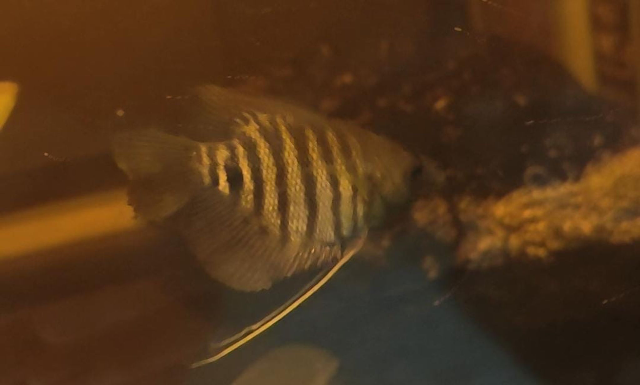 Gourami Osphronemus septemfasciatus Kalimantan Red Kaloi Borneo Giant Gourami