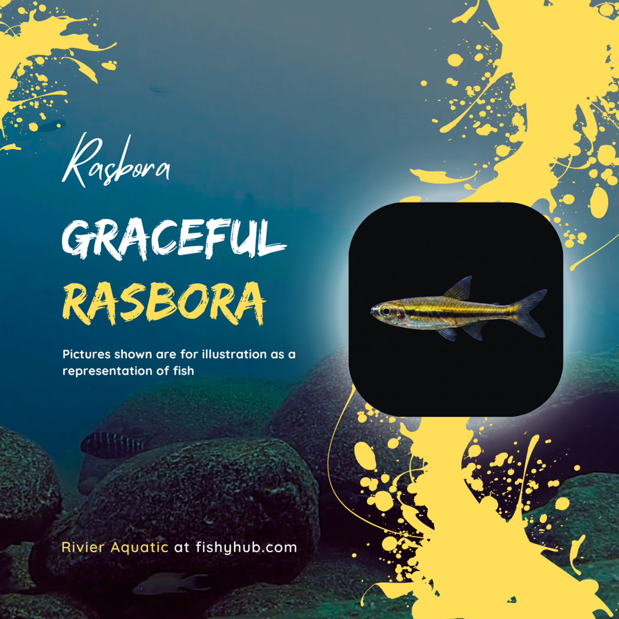 Graceful Rasbora (Trigonopoma Gracile)
