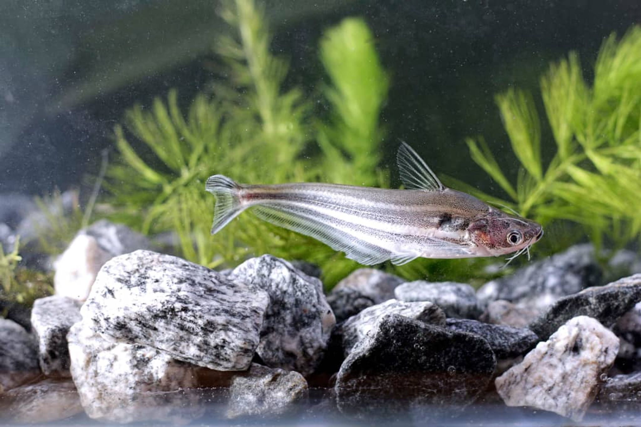 Grass Cutter catfish (Schilbe intermedius)