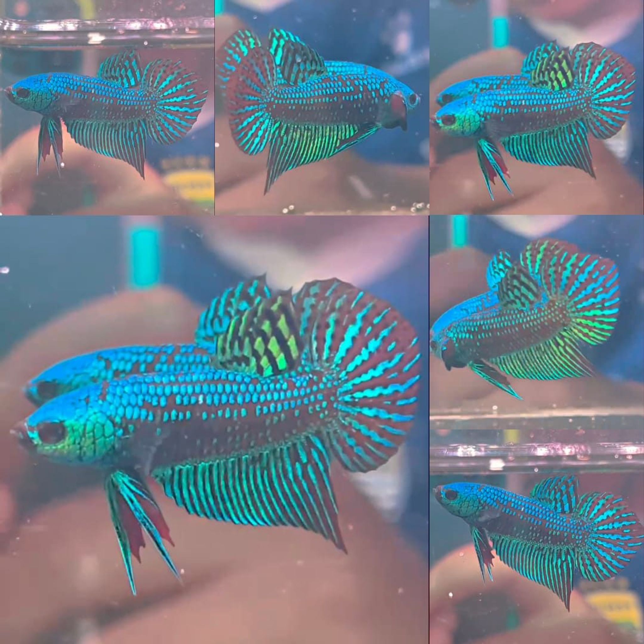 Green Alien Wild Betta (Male)