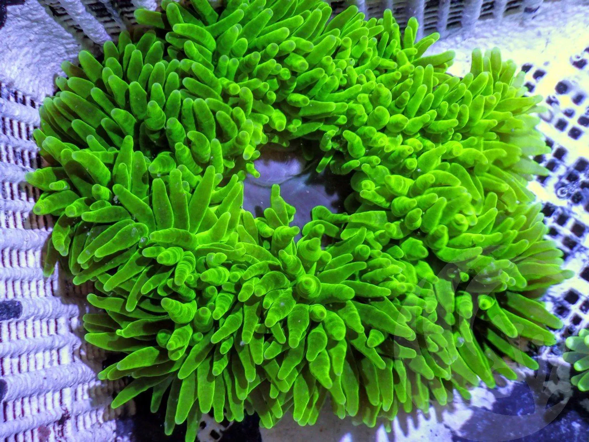 Green Bubble Tip Anemone