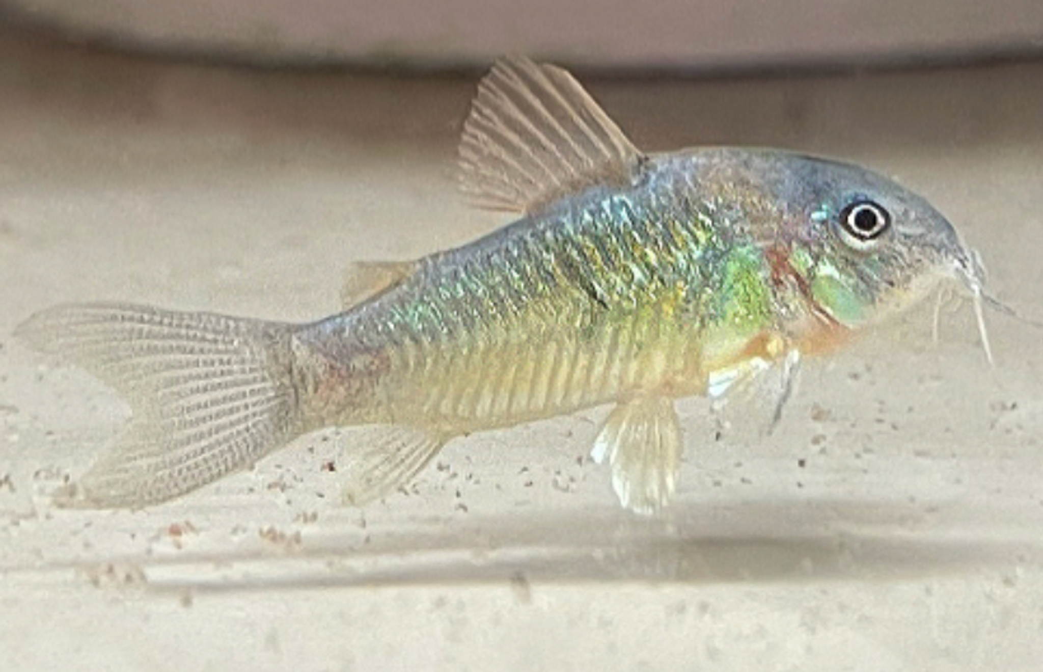 Green Corydoras