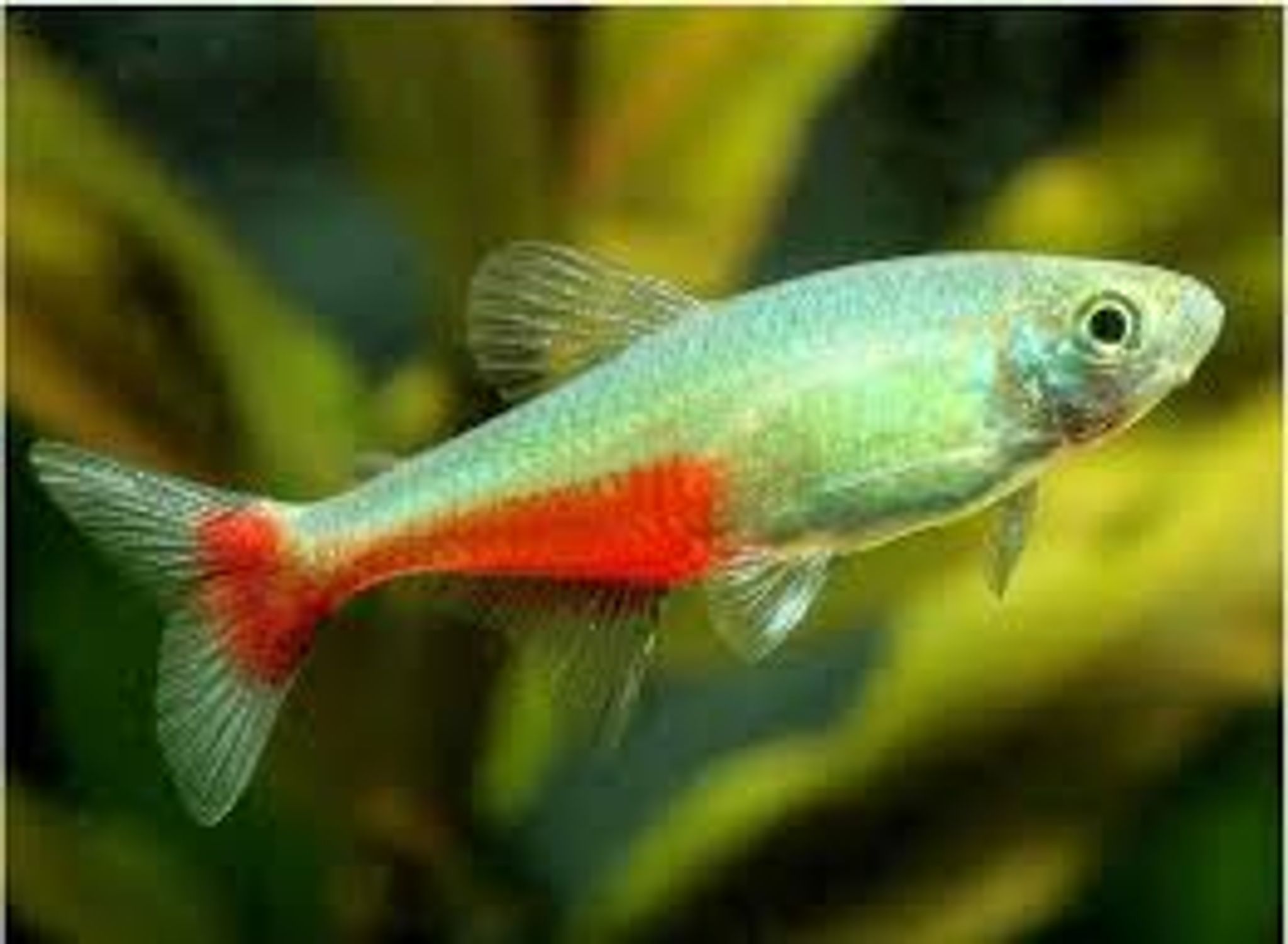 Green Fire Tetra